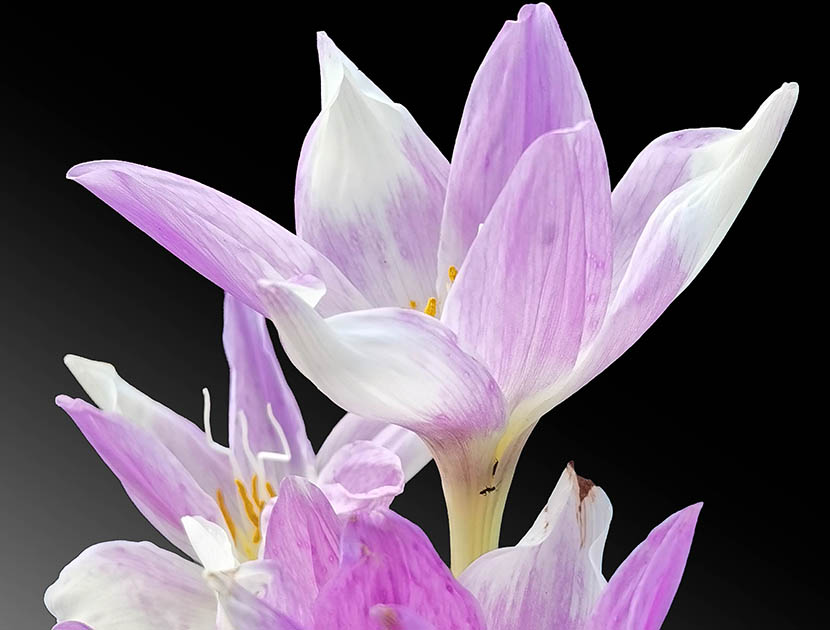 Colchicum giganteum